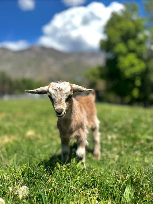 Dolly