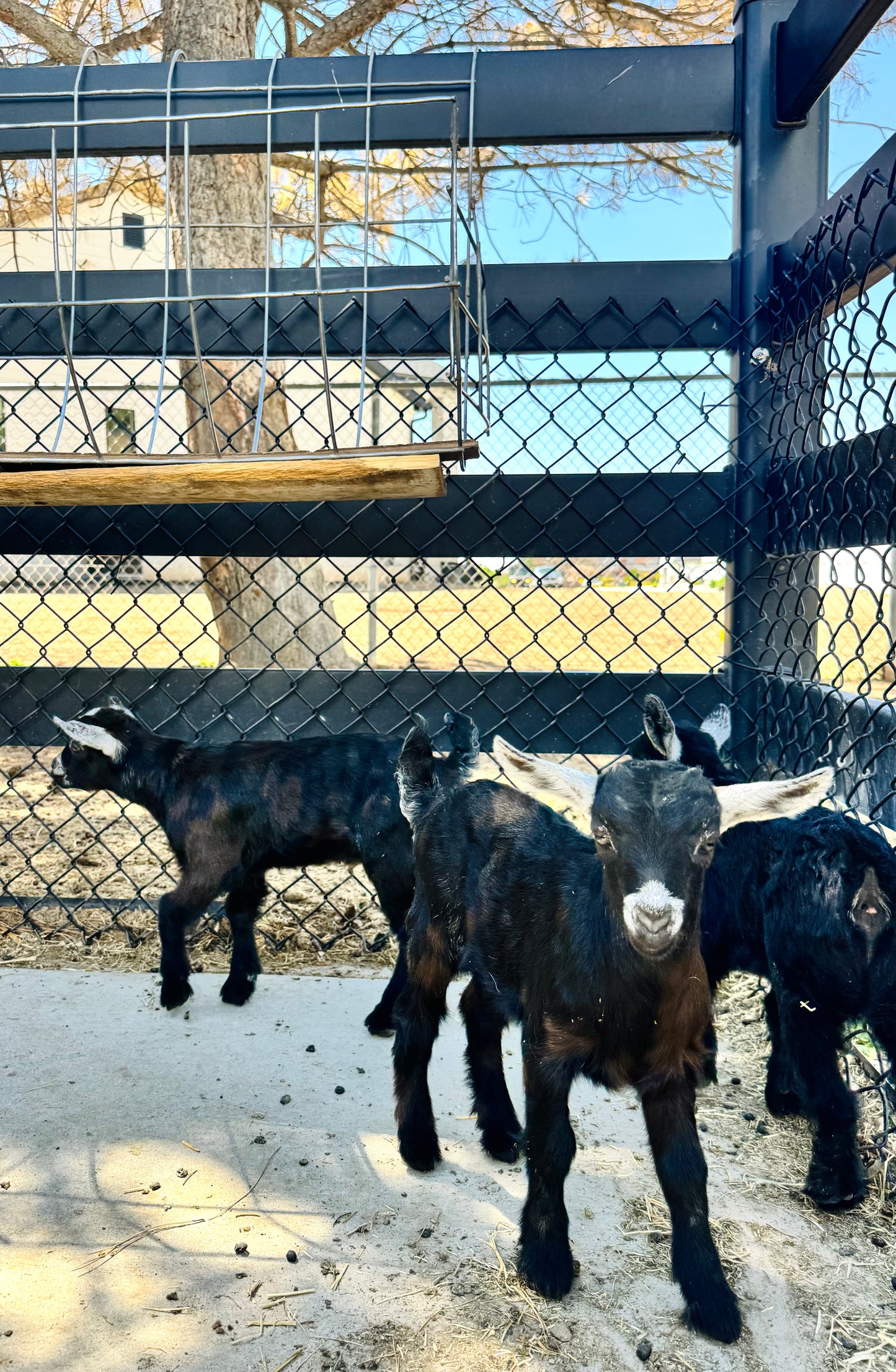 Black Triplets