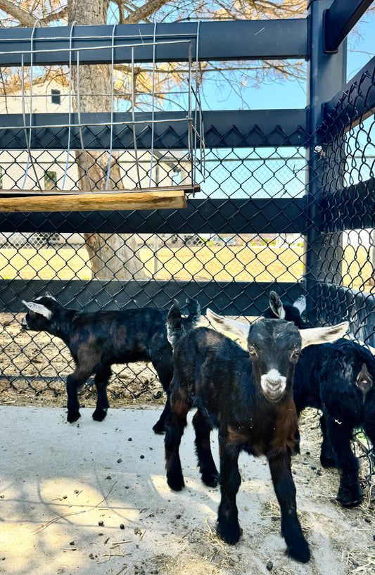 Black Triplets