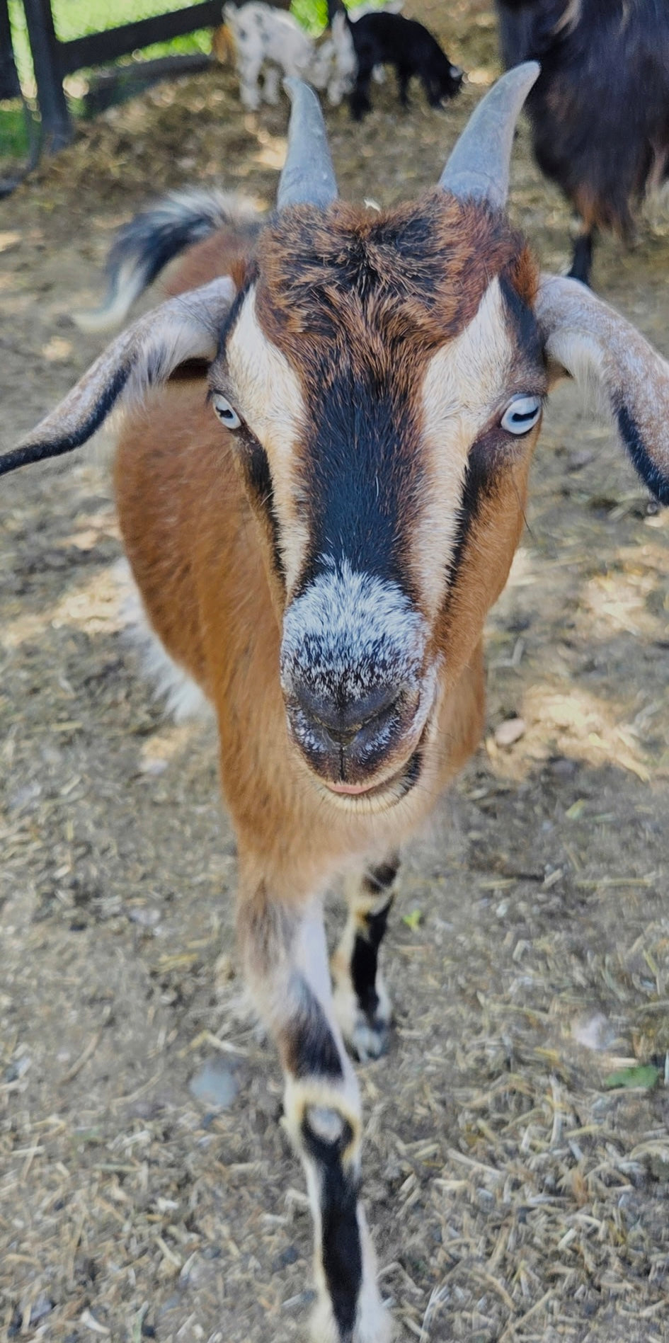 Dolly
